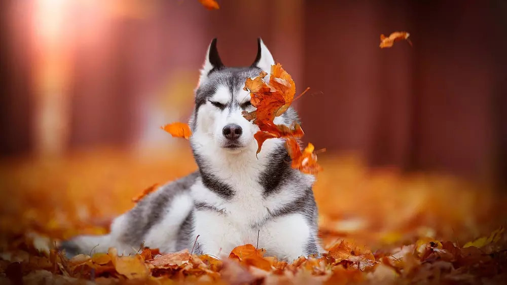 Husky Wallpaper