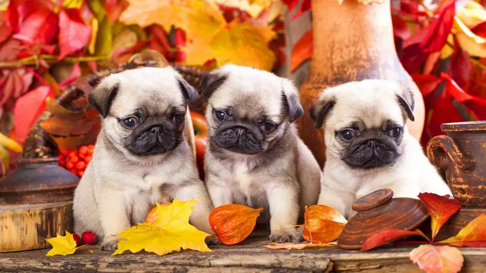 Pug Wallpapers